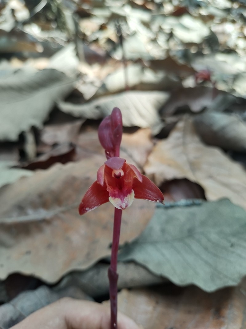 Bletia brevicaulis photo 3