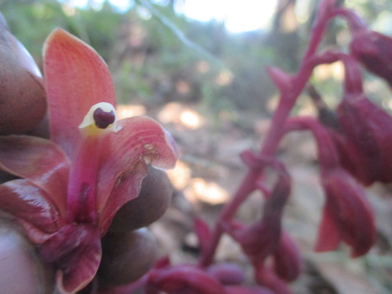 Bletia brevicaulis photo 4