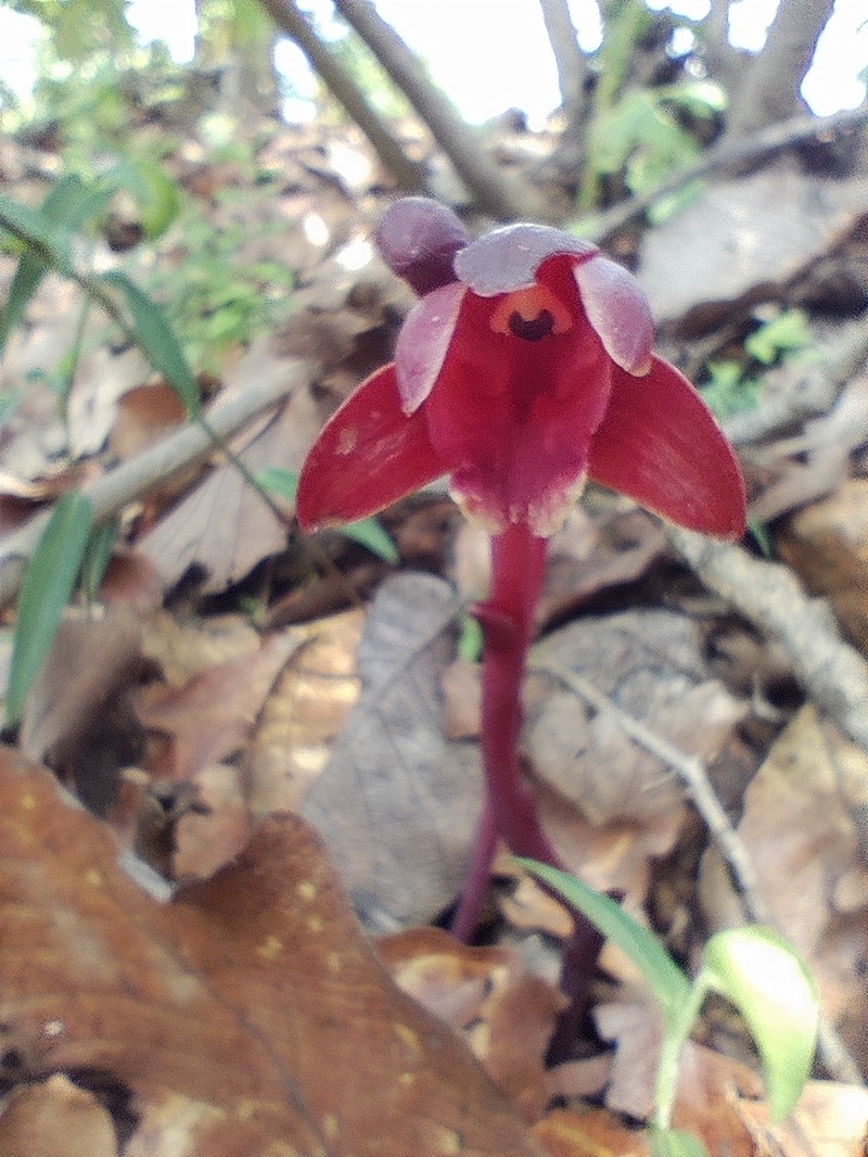 Bletia brevicaulis photo 5