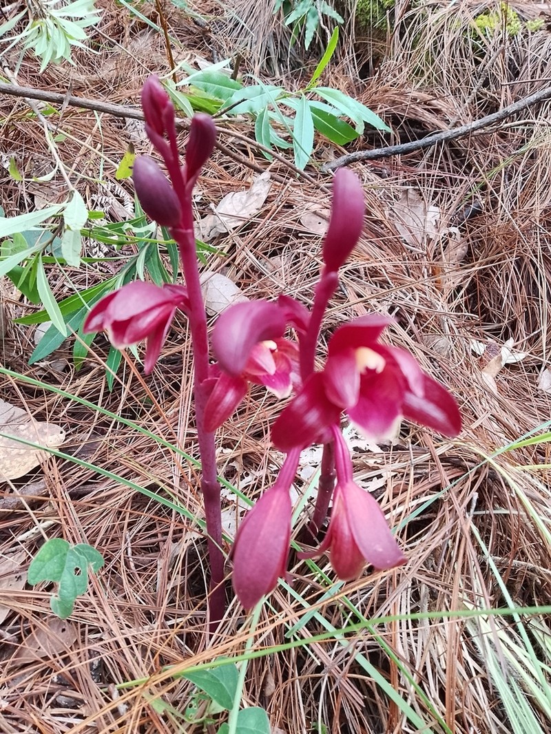 Bletia brevicaulis photo 6