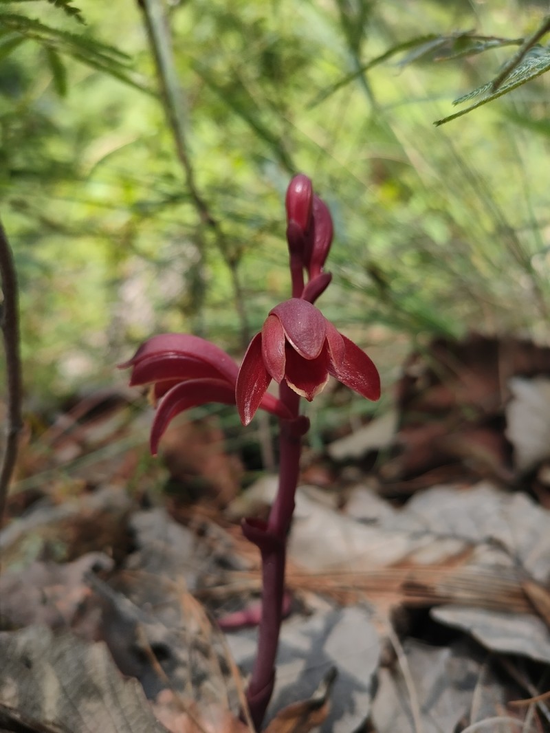 Bletia brevicaulis photo 7