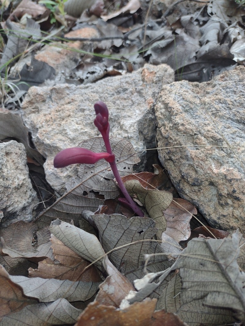 Bletia brevicaulis photo 8