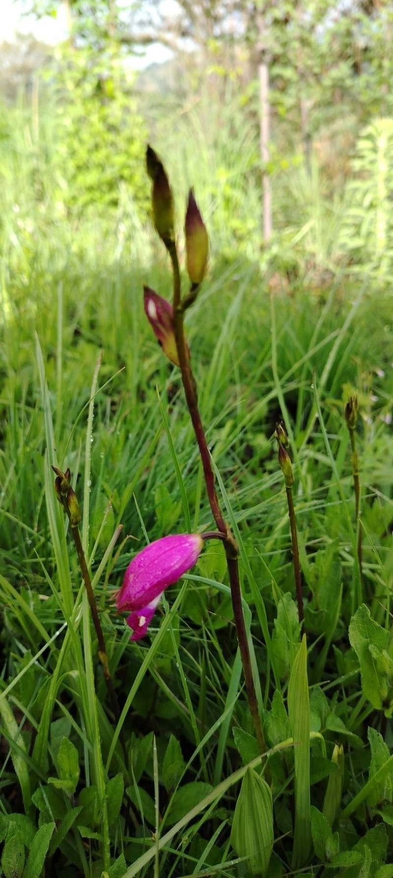Bletia campanulata