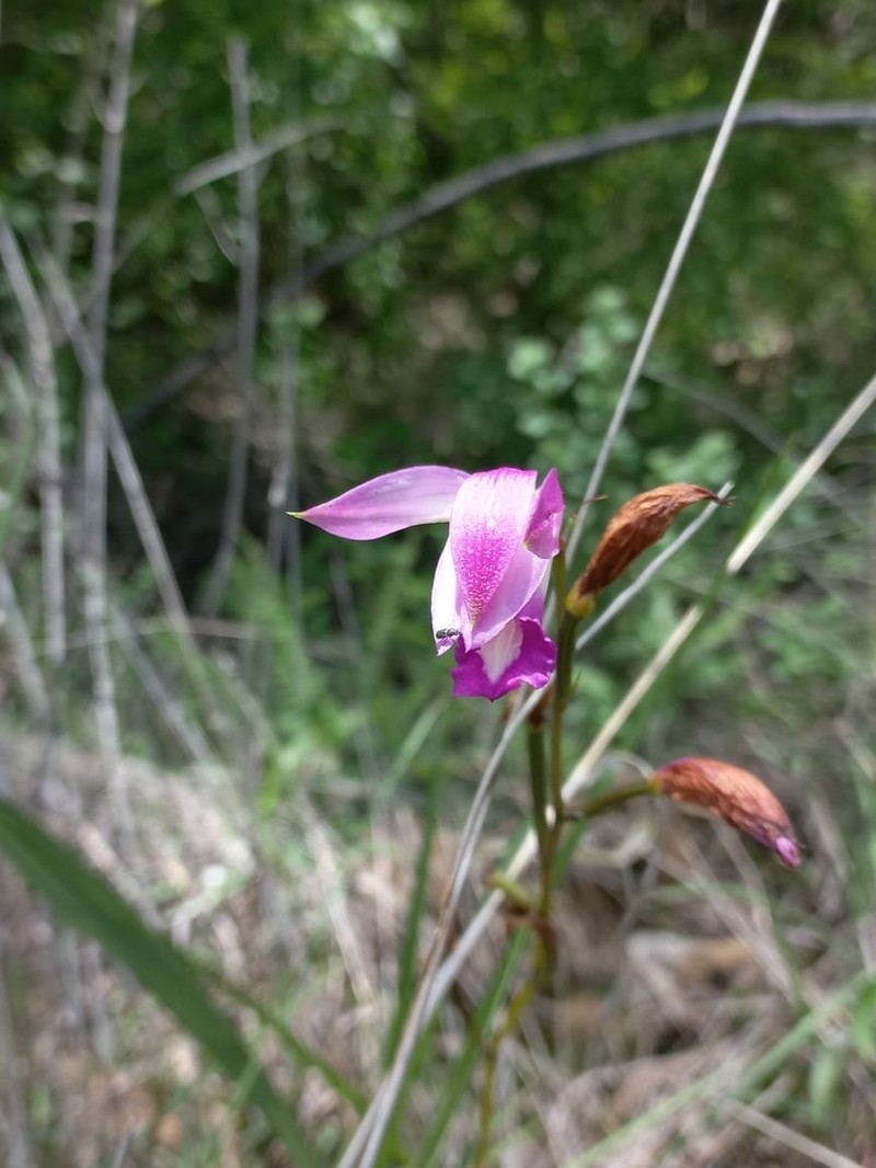Bletia campanulata photo 2