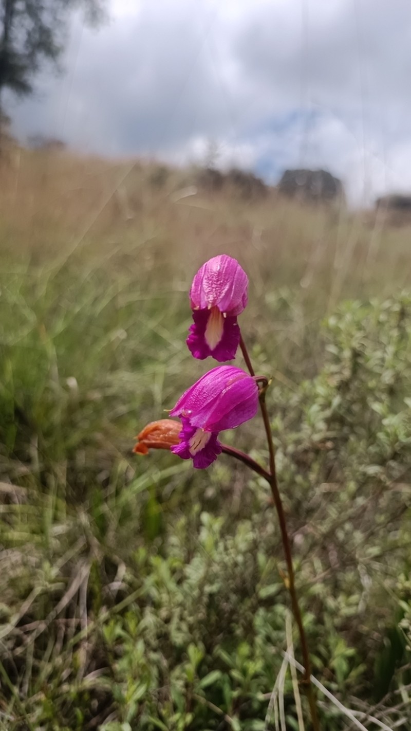 Bletia campanulata photo 3