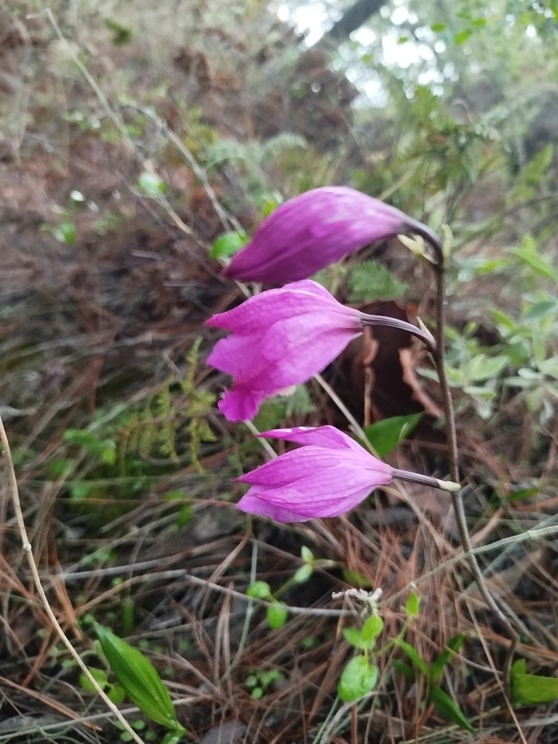 Bletia campanulata photo 4