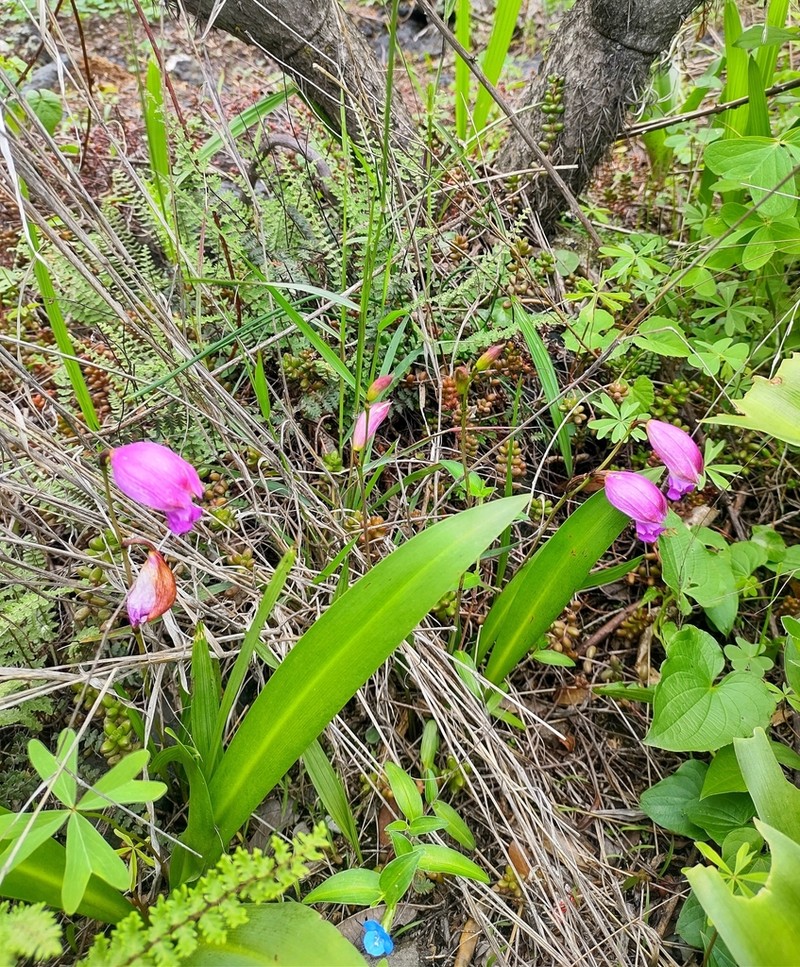 Bletia campanulata photo 5