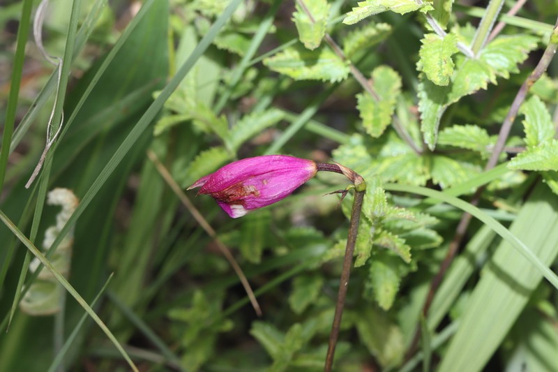Bletia campanulata photo 8