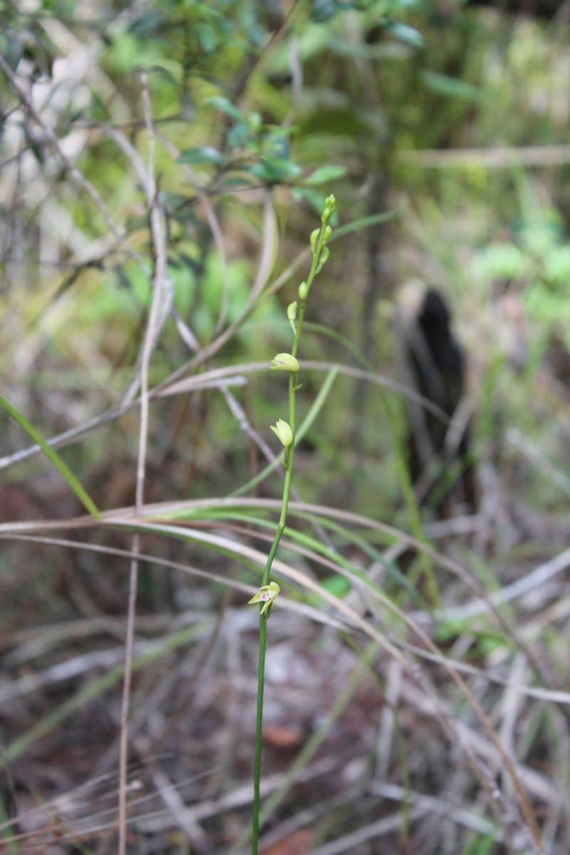 Bletia carabiaiana photo 2