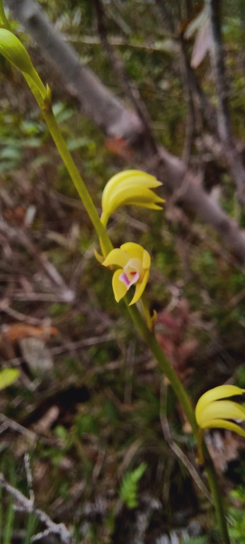 Bletia carabiaiana photo 3