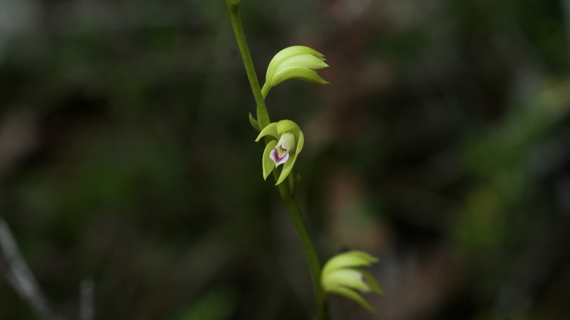 Bletia carabiaiana photo 4