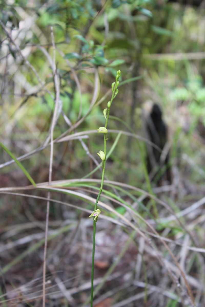 Bletia carabiaiana photo 6