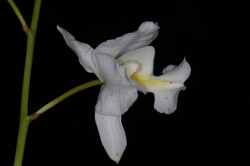 Bletia catenulata photo 2