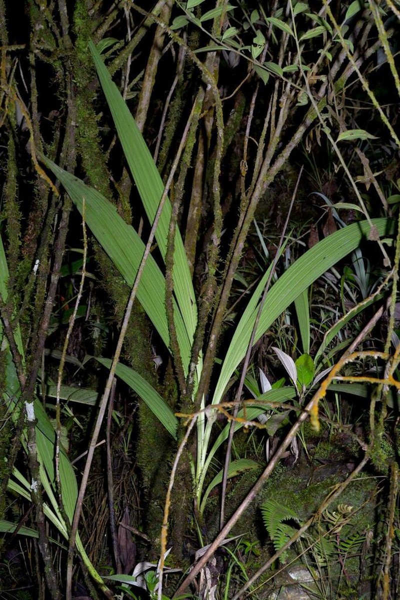 Bletia catenulata photo 3
