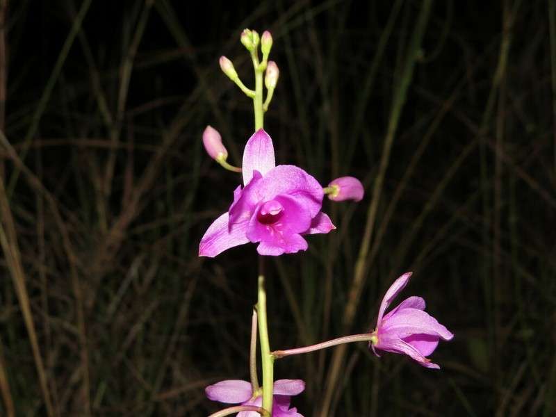 Bletia catenulata photo 4