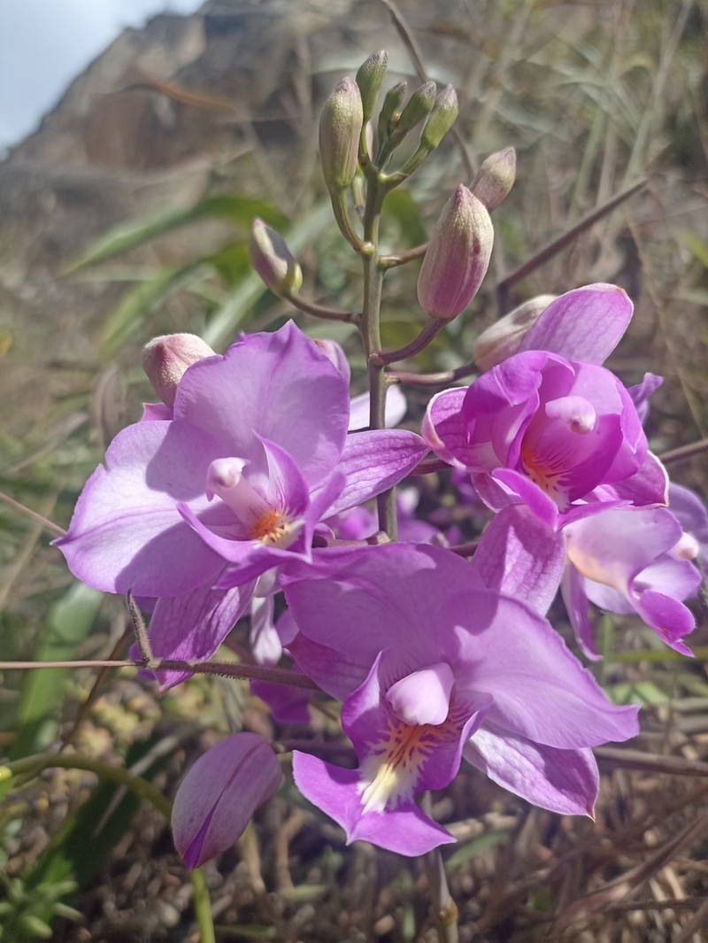 Bletia catenulata photo 5