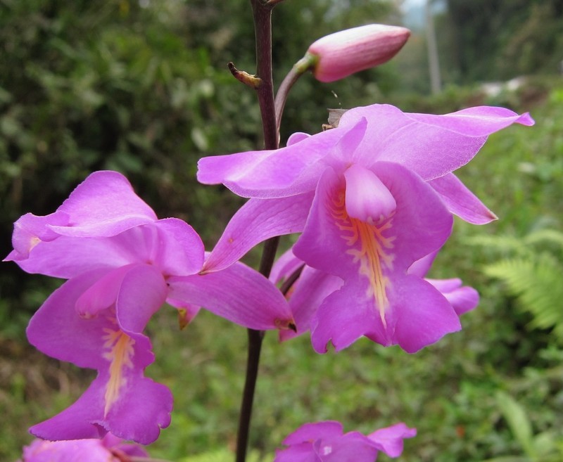 Bletia catenulata photo 6
