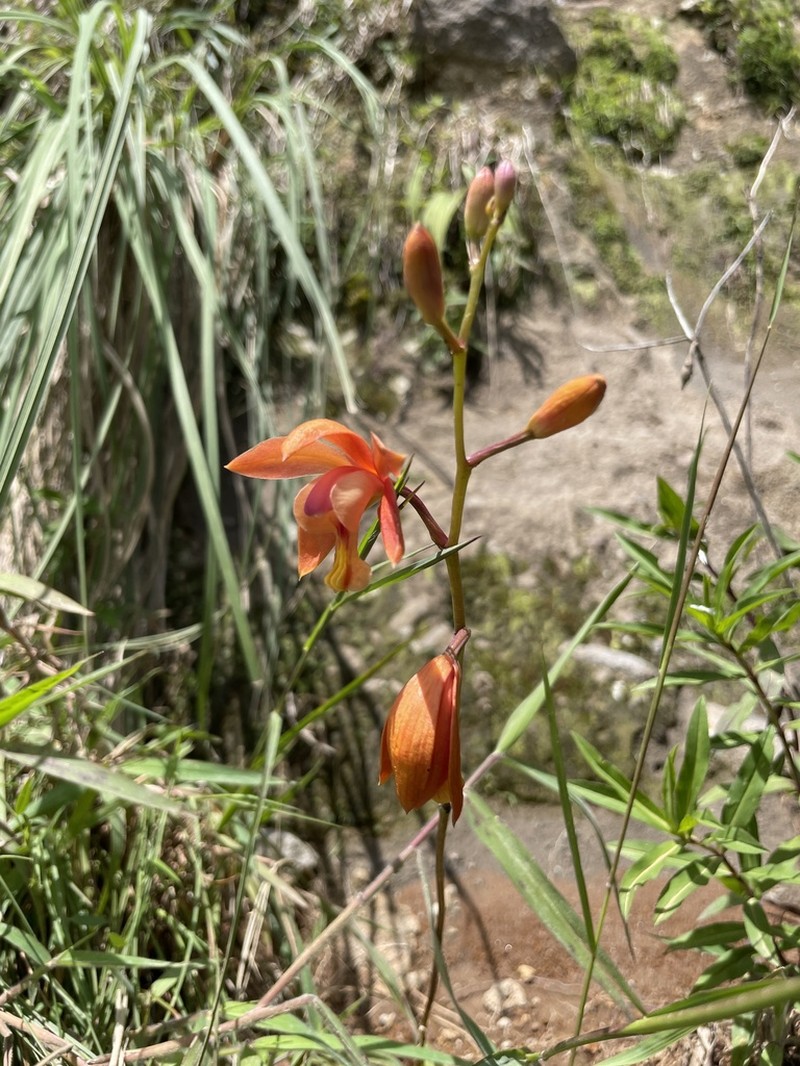 Bletia coccinea
