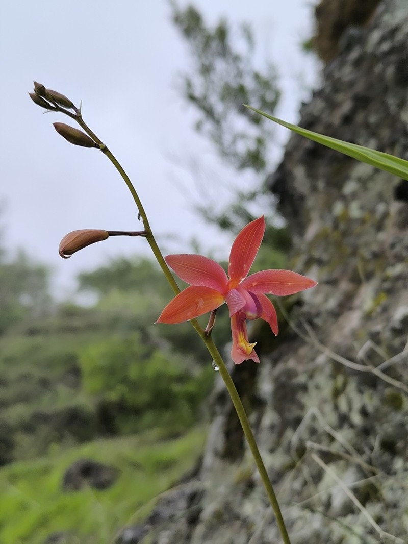Bletia coccinea photo 2