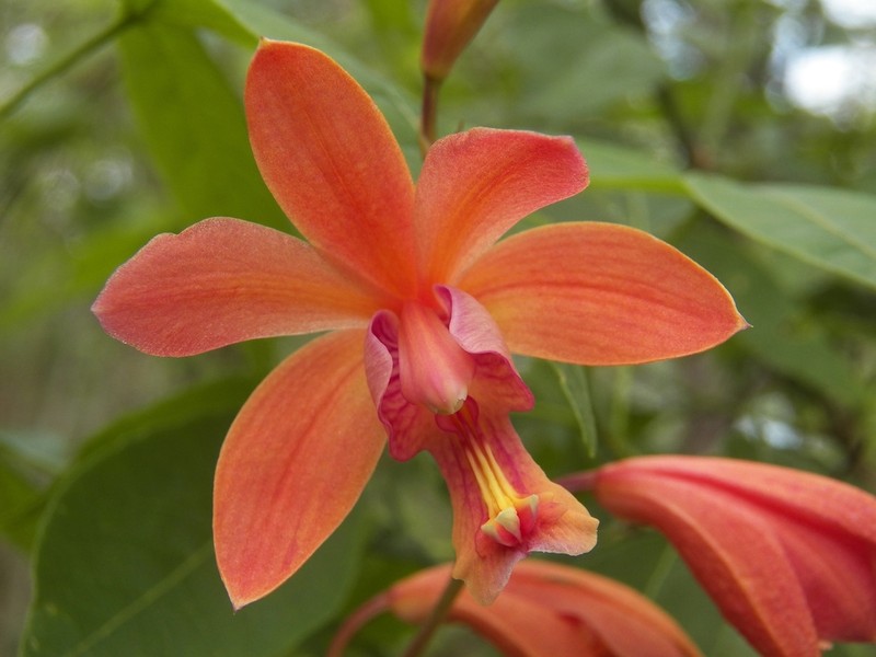 Bletia coccinea photo 3