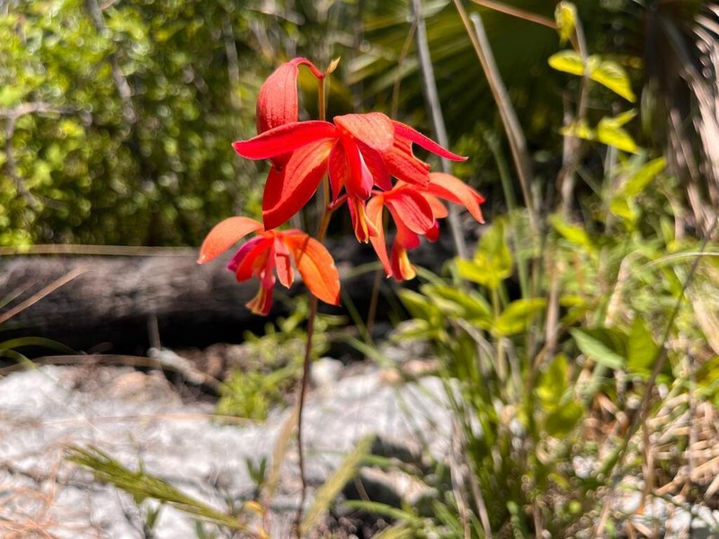 Bletia coccinea photo 4