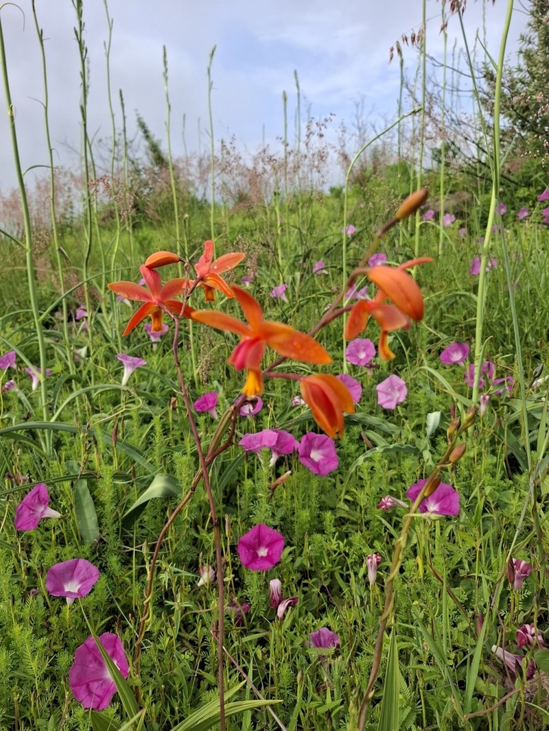 Bletia coccinea photo 5