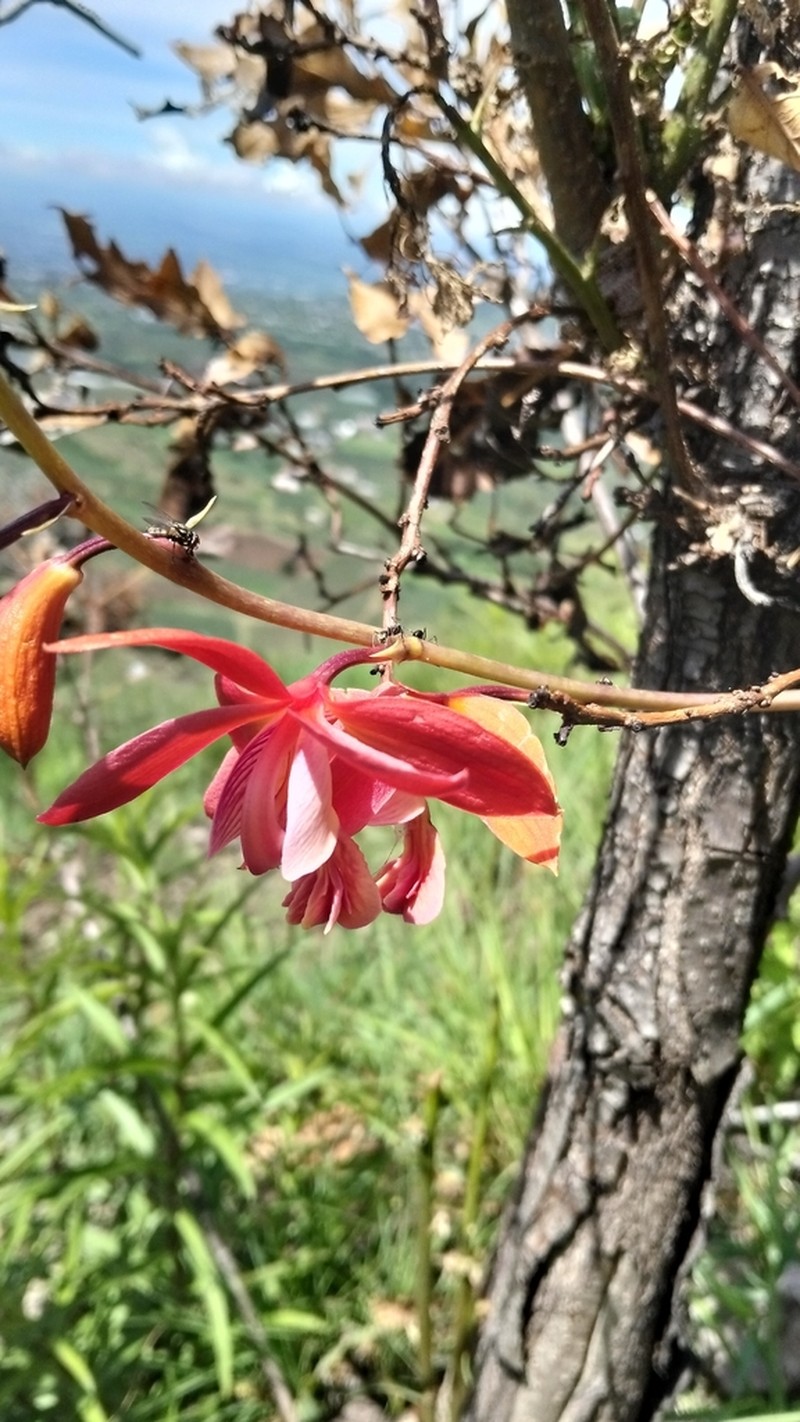Bletia coccinea photo 6