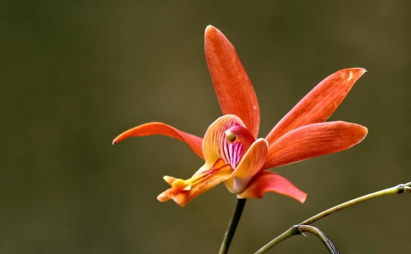Bletia coccinea photo 7