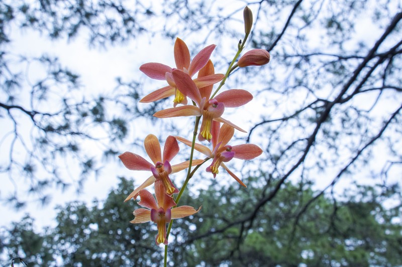 Bletia coccinea photo 8