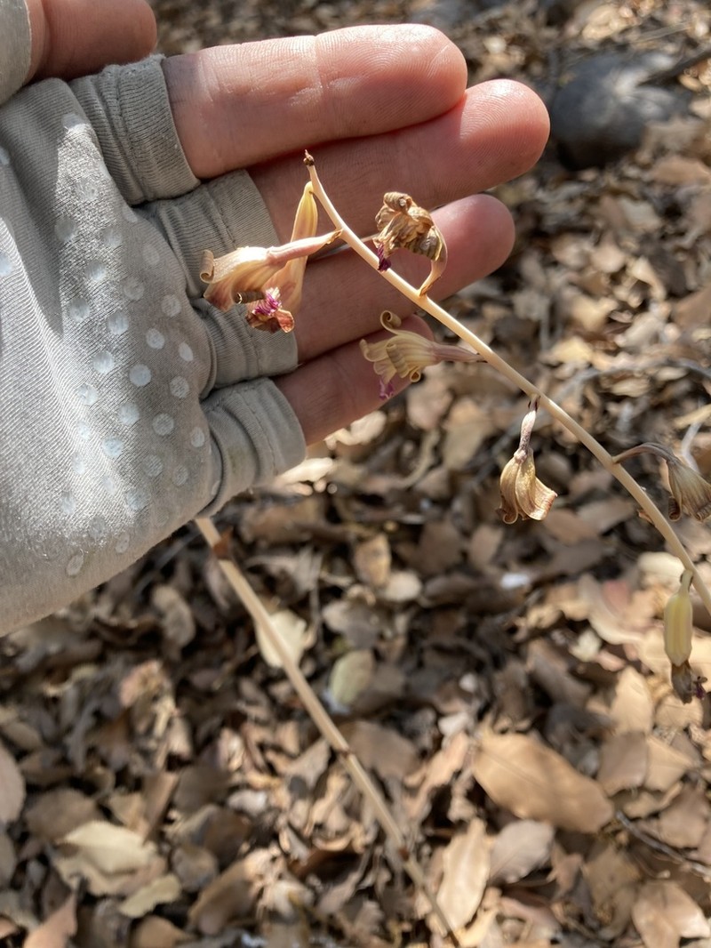 Coleman's Crested Coralroot