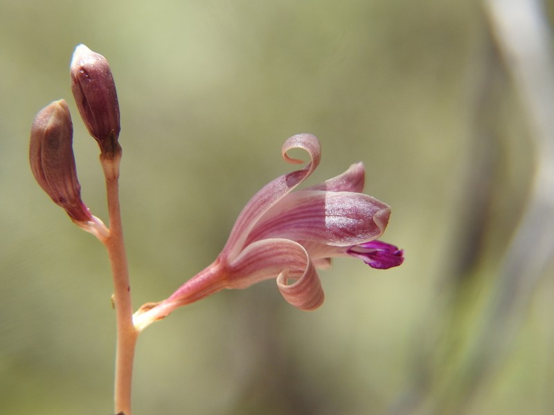 Coleman's Crested Coralroot photo 3