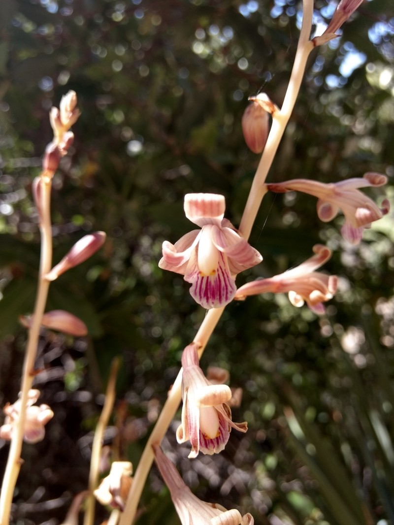 Coleman's Crested Coralroot photo 4
