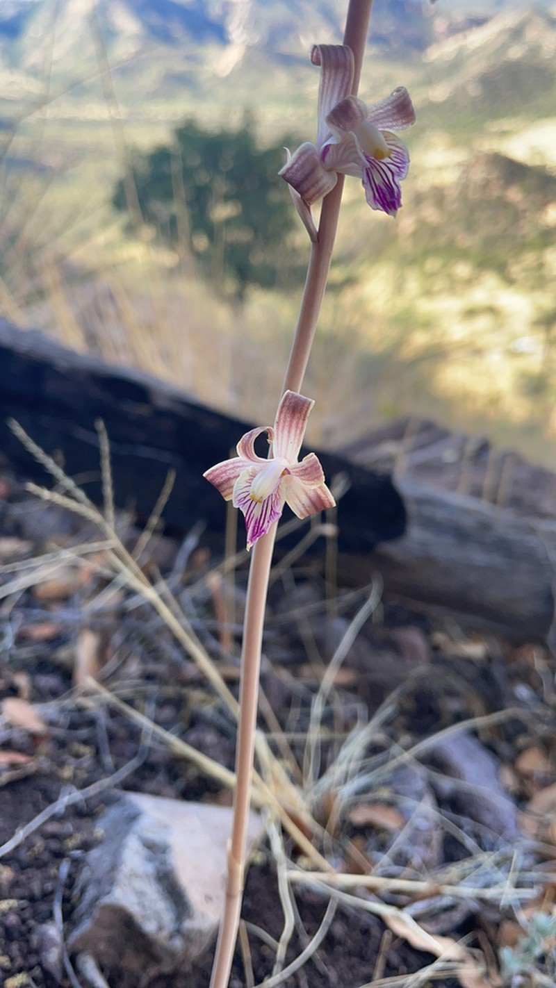 Coleman's Crested Coralroot photo 5