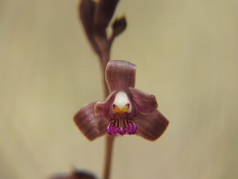 Coleman's Crested Coralroot photo 6