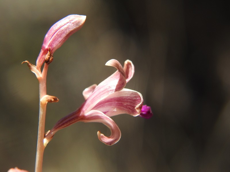 Coleman's Crested Coralroot photo 7
