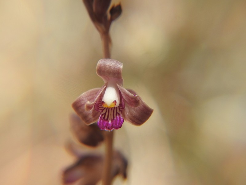 Coleman's Crested Coralroot photo 8