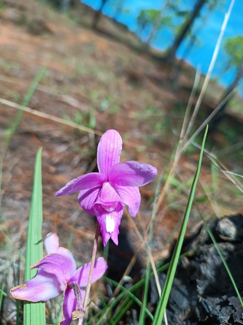 Bletia concolor photo 4