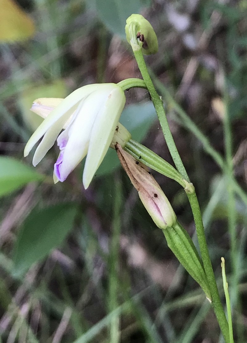 Carter's Orchid