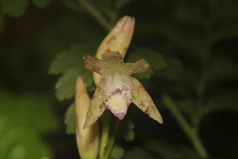 Carter's Orchid photo 2