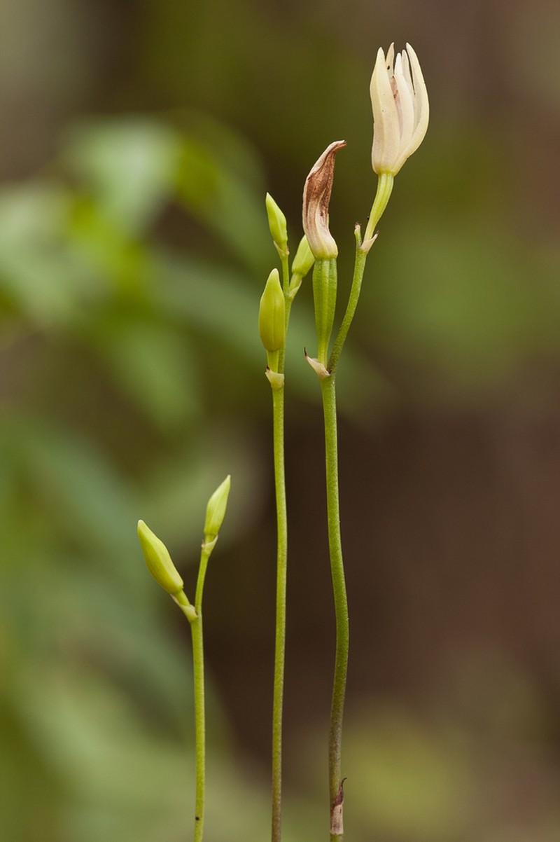 Carter's Orchid photo 4