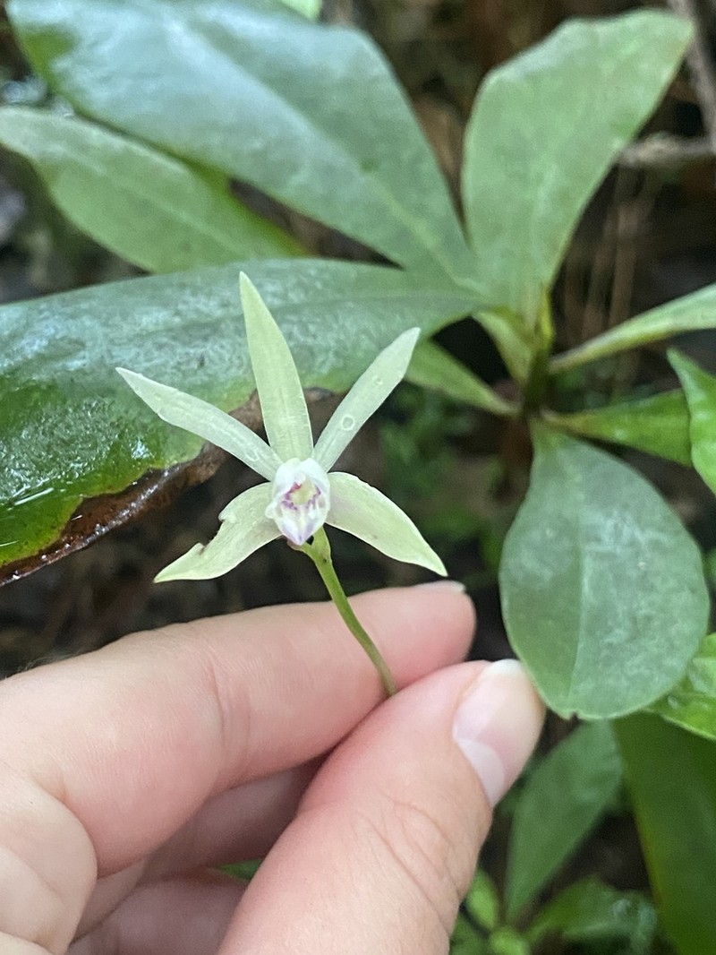Carter's Orchid photo 6