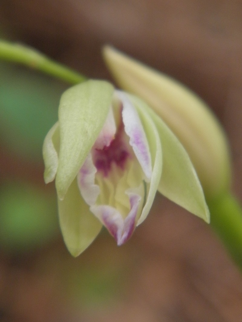 Carter's Orchid photo 7