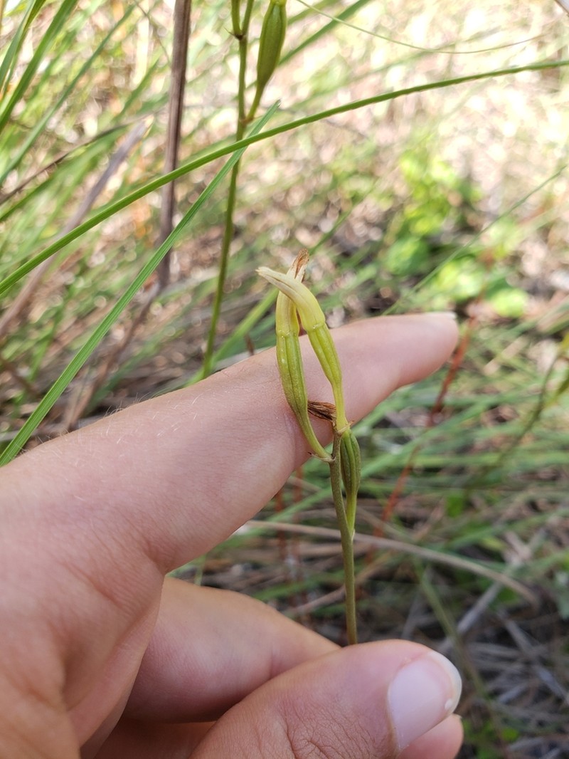 Carter's Orchid photo 8