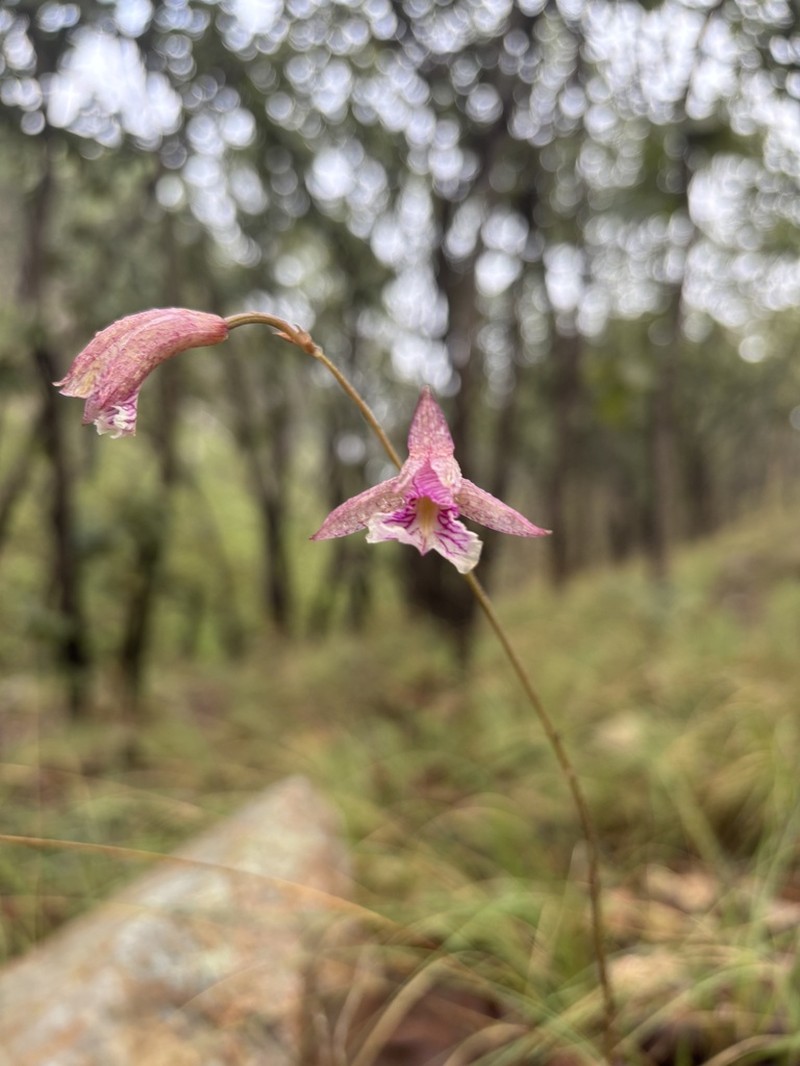 Bletia ensifolia