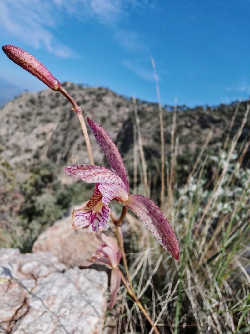 Bletia ensifolia photo 2