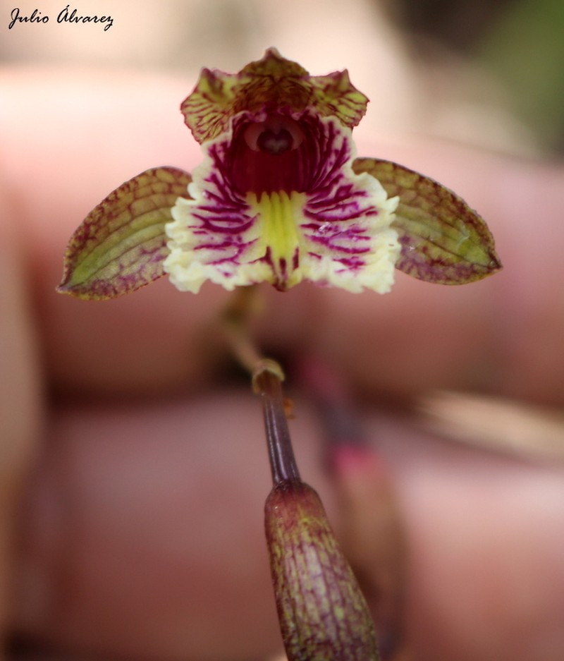 Bletia ensifolia photo 3