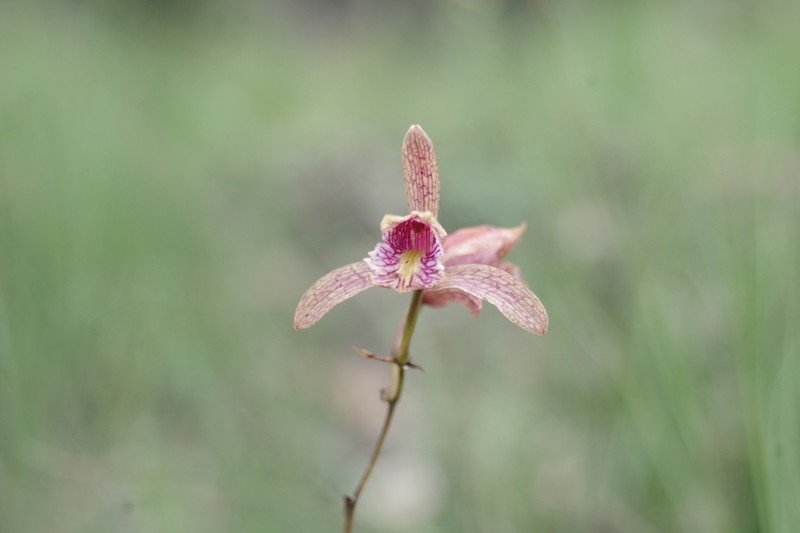Bletia ensifolia photo 4