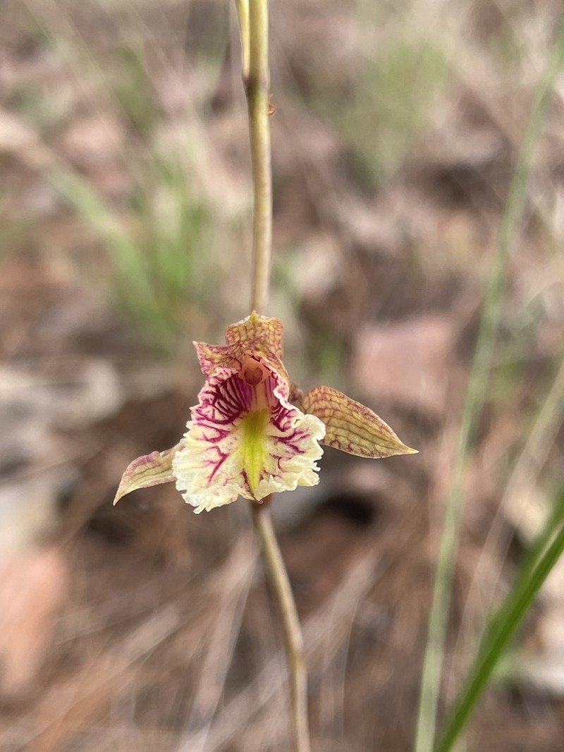 Bletia ensifolia photo 5