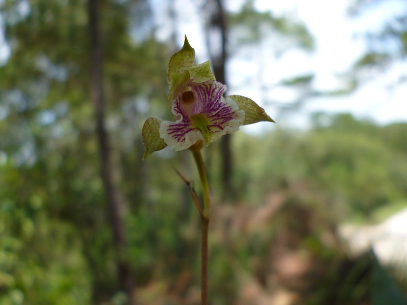 Bletia ensifolia photo 6