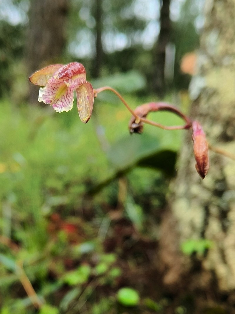 Bletia ensifolia photo 7